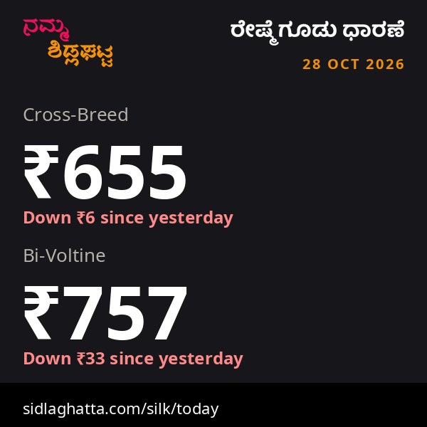 Sidlaghatta daily silk cocoon rates