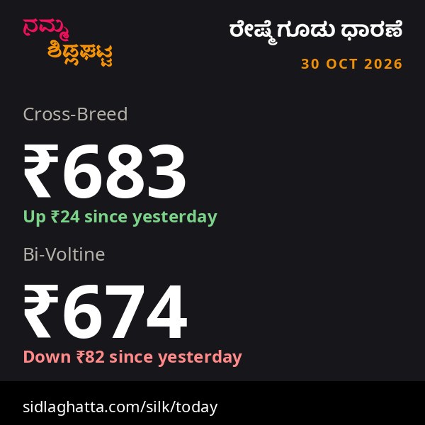 Sidlaghatta daily silk cocoon rates