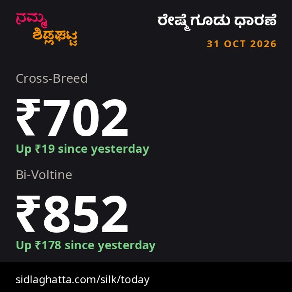 Sidlaghatta daily silk cocoon rates