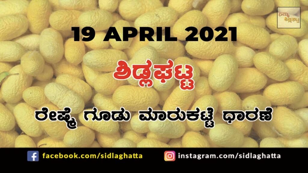 Silk cocoon Sidlaghatta Market April 19 2021