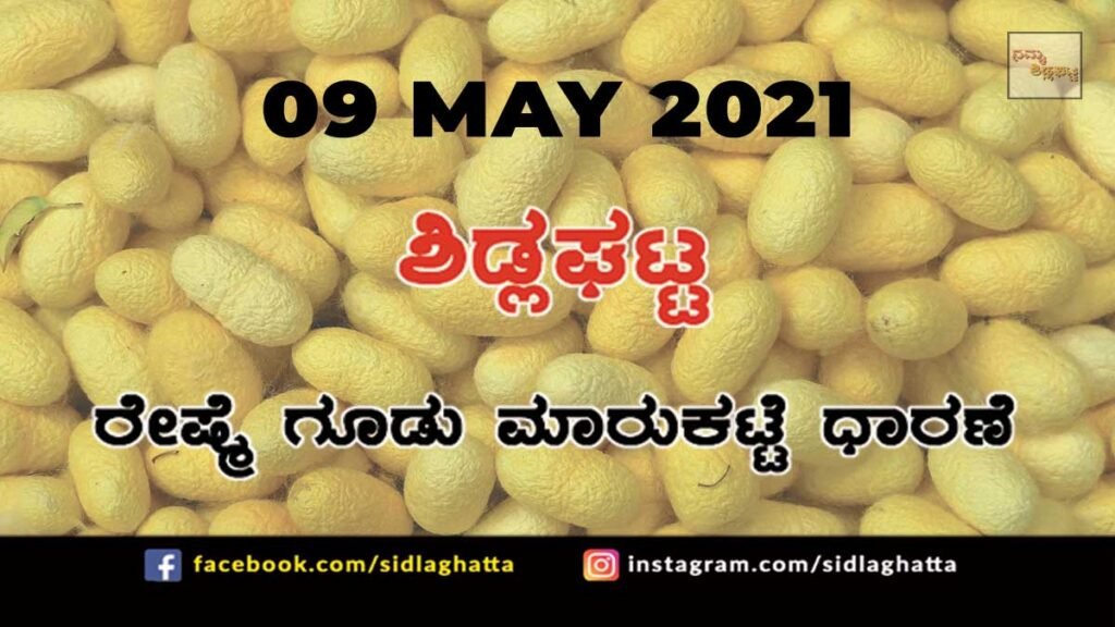 Silk cocoon Sidlaghatta Market May 09 2021