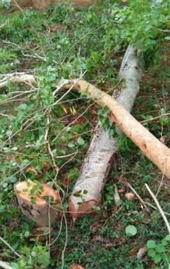 Bescom Trees Cutting Belluti Sidlaghatta Taluk