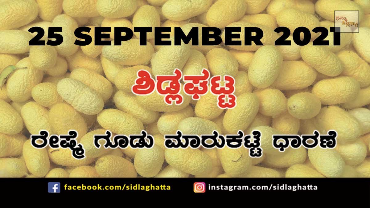 Chikkaballapur District Sidlaghatta silk Cocoon Market Daily Rate