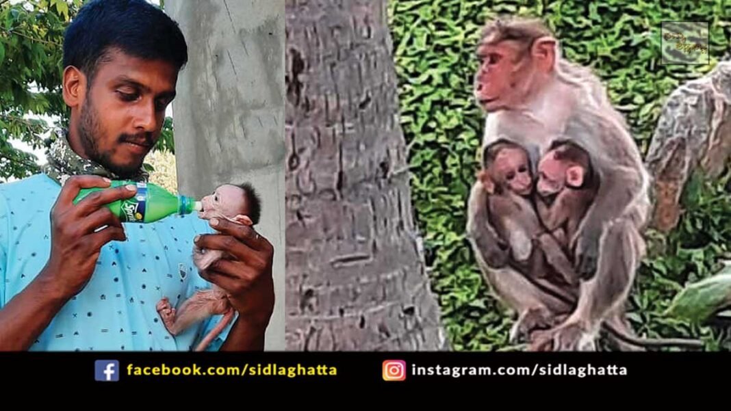 Monkey Saving Humanity Animal Rescue Sidlaghatta