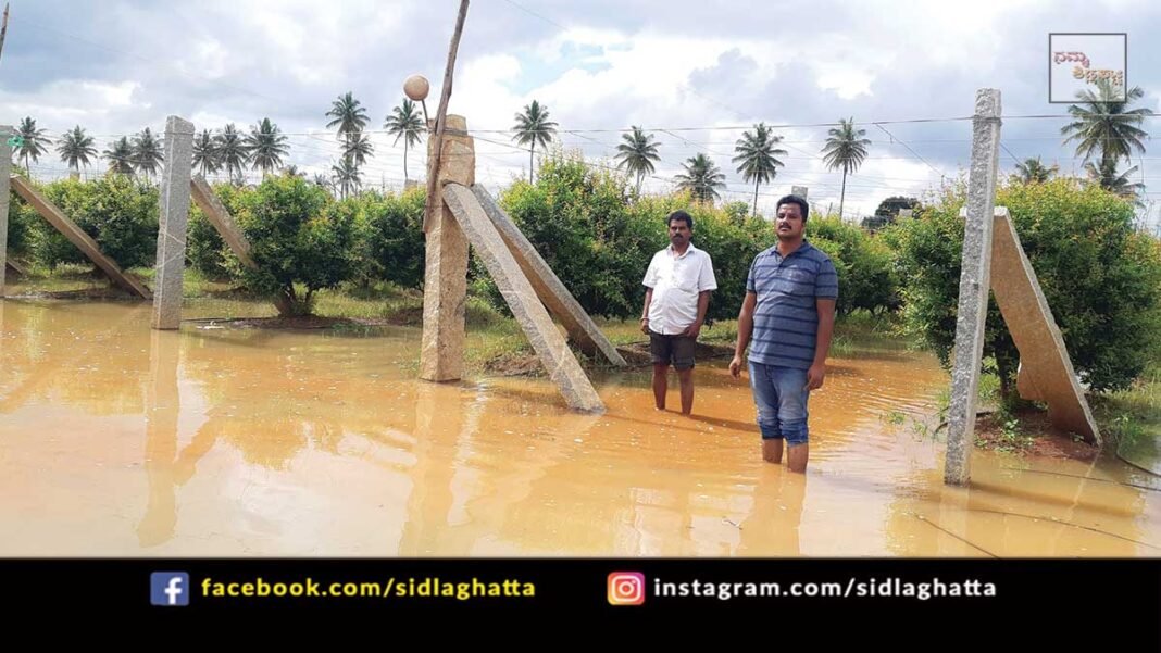 Sidlaghatta Rain Crop Loss Belluti Melur Chowdasandra