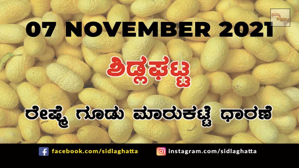 Sidlaghatta Chikkaballapur District silk Cocoon Market Daily Rate