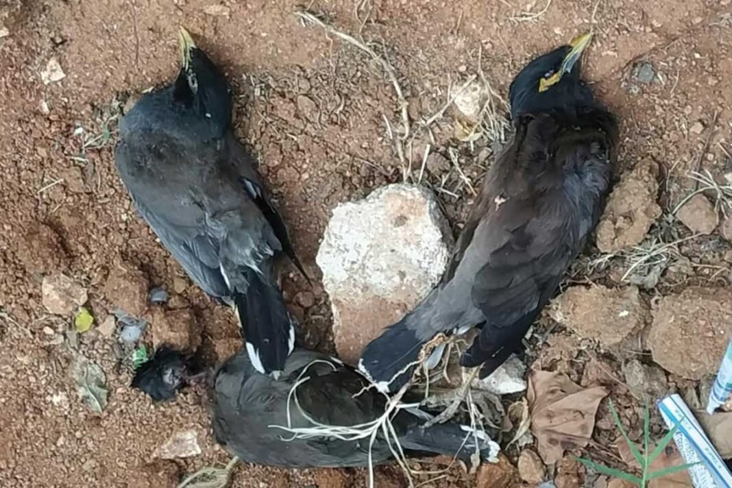 mysterious death of myna birds