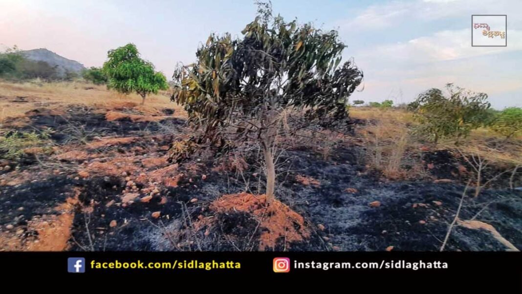 Sidlaghatta S Venkatapura Mango Trees Burnt