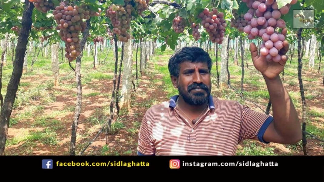 Sidlaghatta Grapes Farming Loss