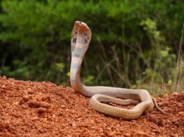 Sidlaghatta Jodi Muneshwara Swamy Temple Cobra snake