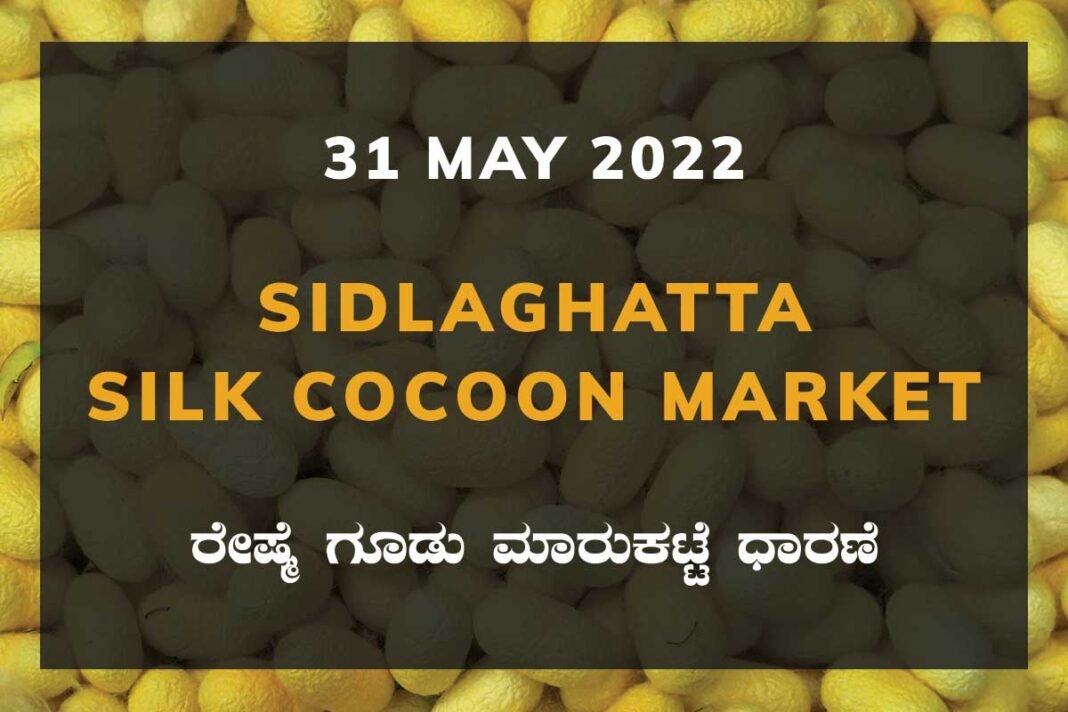 Sidlaghatta silk Cocoon Market Rate Today