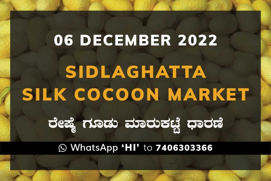 Sidlaghatta Silk Cocoon Market Price Rate ಶಿಡ್ಲಘಟ್ಟ ರೇಷ್ಮೆ ಗೂಡು ಮಾರುಕಟ್ಟೆ ಧಾರಣೆ