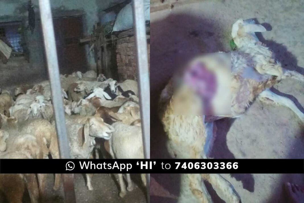 Sidlaghatta Street Dogs Attack Sheep Death