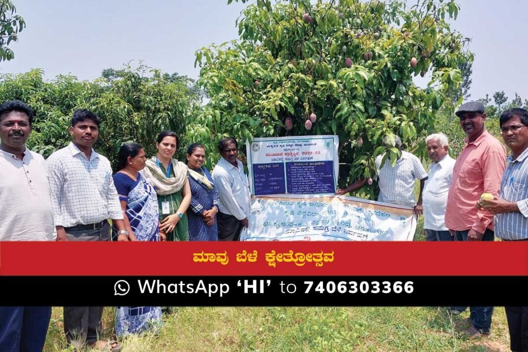 Mango Farming Sidlaghatta