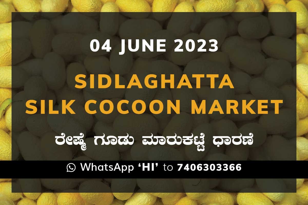 Sidlaghatta Silk Cocoon Market Price Rate ಶಿಡ್ಲಘಟ್ಟ ರೇಷ್ಮೆ ಗೂಡು ಮಾರುಕಟ್ಟೆ ಧಾರಣೆ