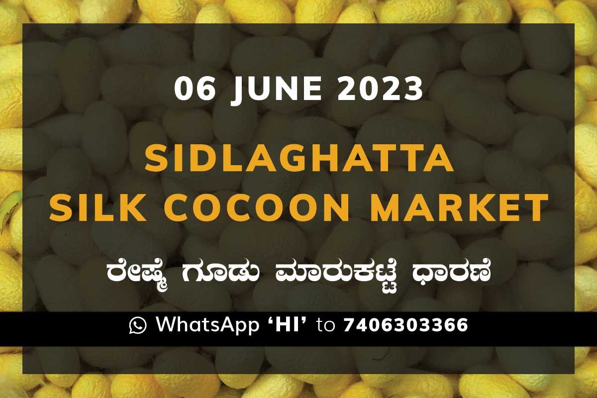 Sidlaghatta Silk Cocoon Market Price Rate ಶಿಡ್ಲಘಟ್ಟ ರೇಷ್ಮೆ ಗೂಡು ಮಾರುಕಟ್ಟೆ ಧಾರಣೆ