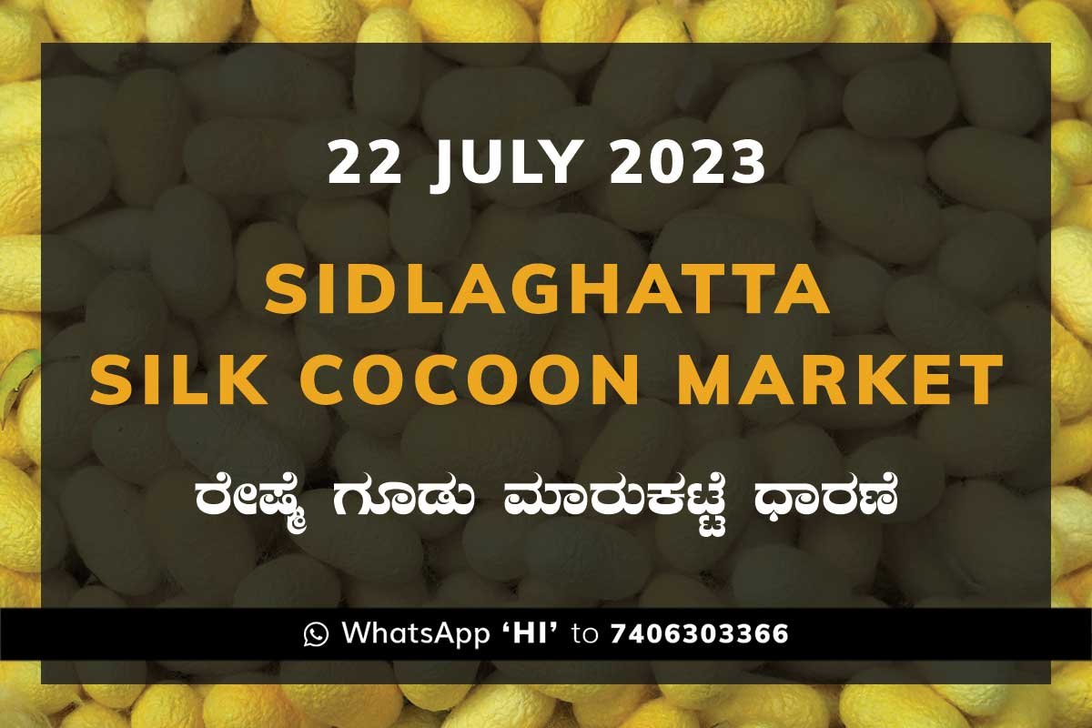 Sidlaghatta Silk Cocoon Market Price Rate ಶಿಡ್ಲಘಟ್ಟ ರೇಷ್ಮೆ ಗೂಡು ಮಾರುಕಟ್ಟೆ ಧಾರಣೆ