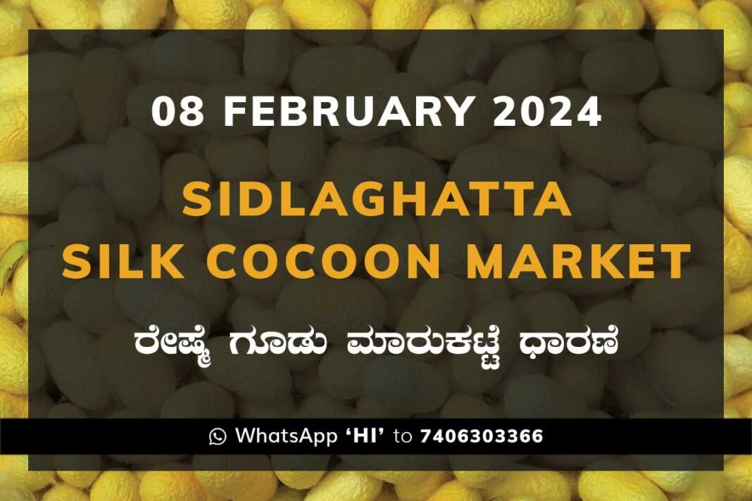 Sidlaghatta Silk Cocoon Market Price Rate ಶಿಡ್ಲಘಟ್ಟ ರೇಷ್ಮೆ ಗೂಡು ಮಾರುಕಟ್ಟೆ ಧಾರಣೆ