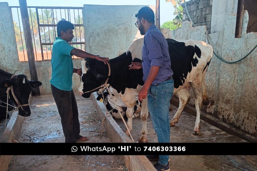 Sidlaghatta Taluk Foot and Mouth Disease Vaccination