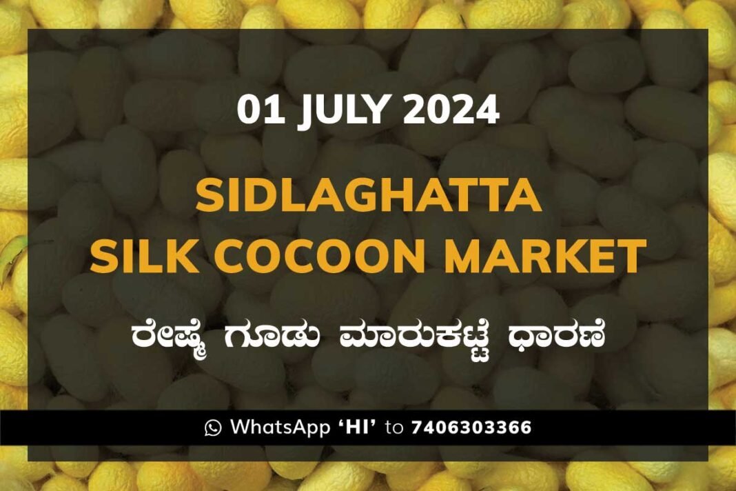 Sidlaghatta Silk Cocoon Market Price Rate ಶಿಡ್ಲಘಟ್ಟ ರೇಷ್ಮೆ ಗೂಡು ಮಾರುಕಟ್ಟೆ ಧಾರಣೆ