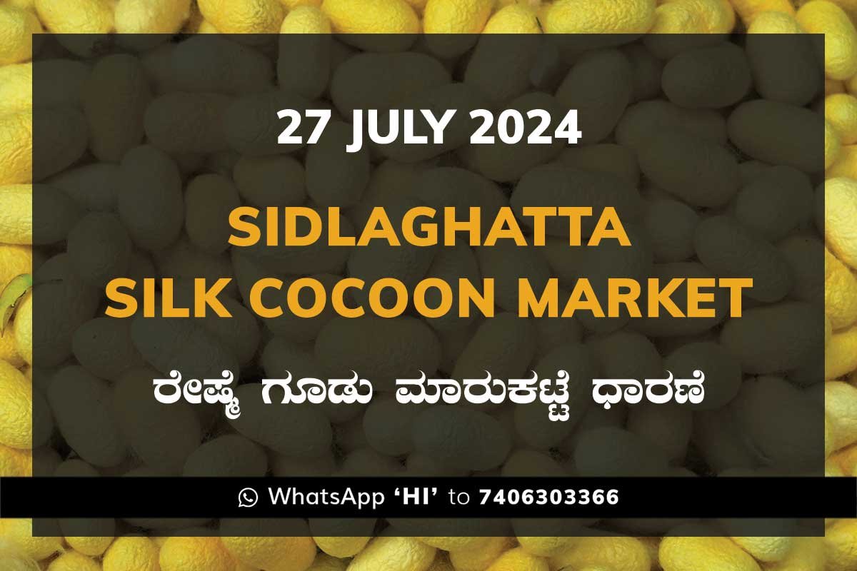 Sidlaghatta Silk Cocoon Market Price Rate ಶಿಡ್ಲಘಟ್ಟ ರೇಷ್ಮೆ ಗೂಡು ಮಾರುಕಟ್ಟೆ ಧಾರಣೆ