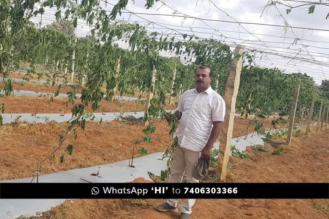 Sidlaghatta Chowdasandra Mischief Damage Crop Loss