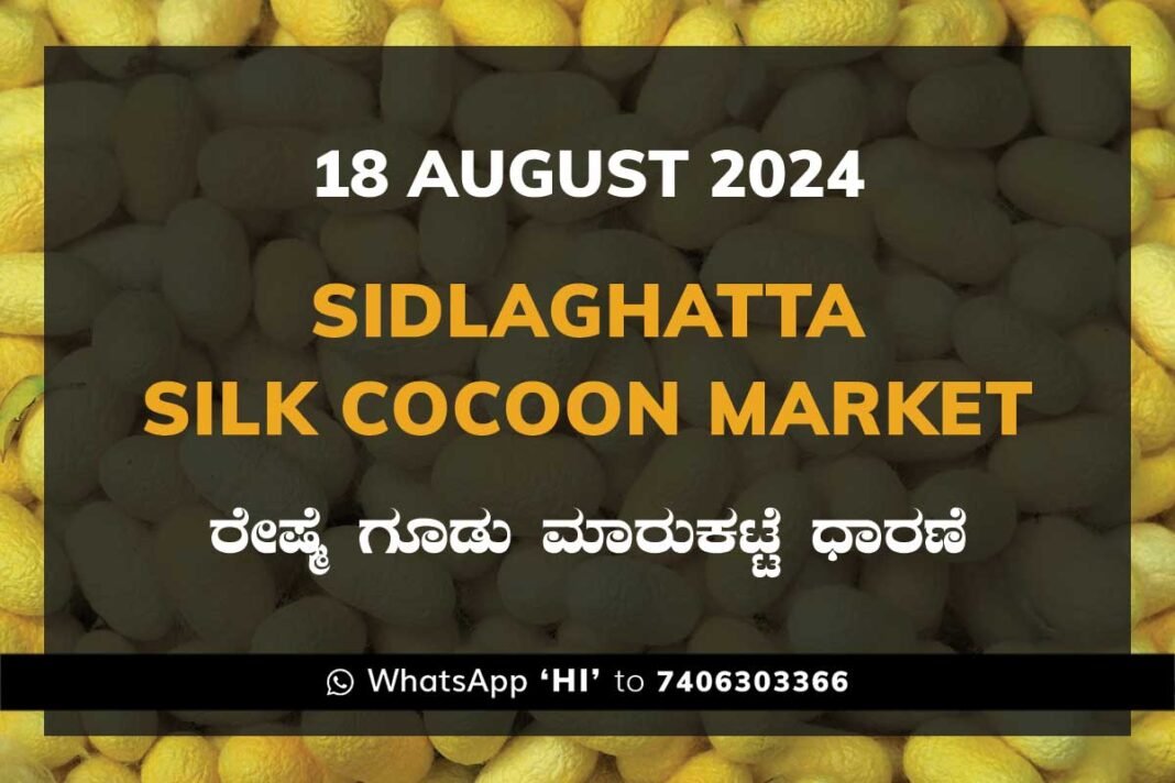 Sidlaghatta Silk Cocoon Market Price Rate ಶಿಡ್ಲಘಟ್ಟ ರೇಷ್ಮೆ ಗೂಡು ಮಾರುಕಟ್ಟೆ ಧಾರಣೆ