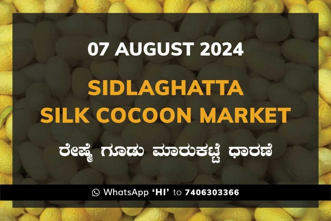 Sidlaghatta Silk Cocoon Market Price Rate ಶಿಡ್ಲಘಟ್ಟ ರೇಷ್ಮೆ ಗೂಡು ಮಾರುಕಟ್ಟೆ ಧಾರಣೆ