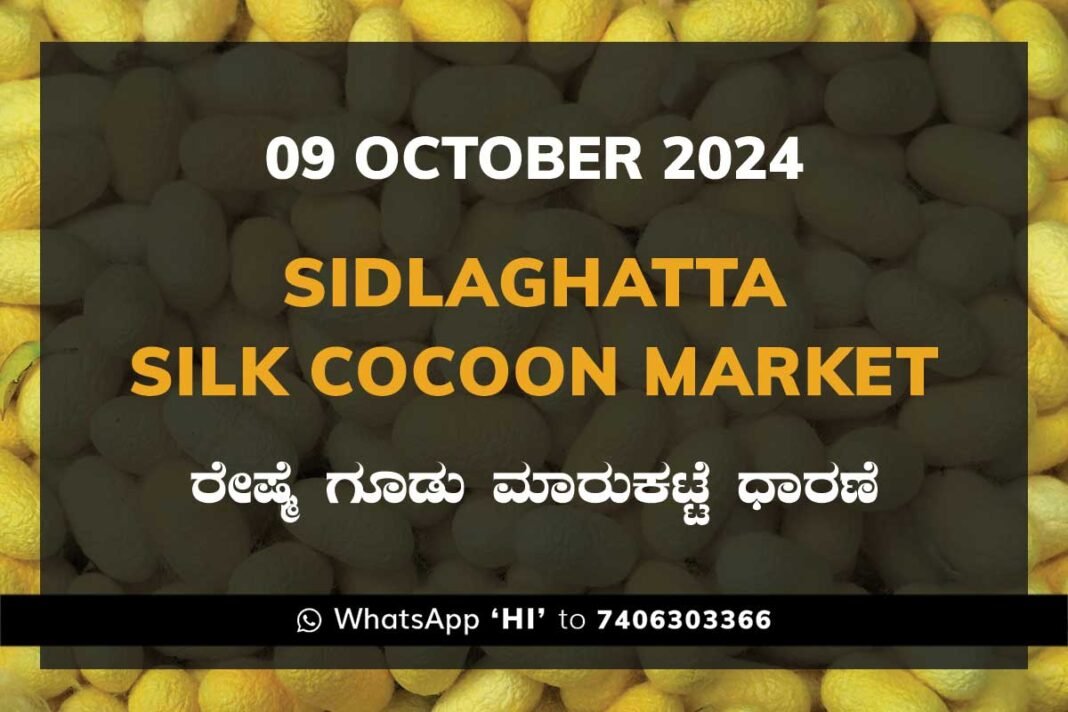 Sidlaghatta Silk Cocoon Market Price Rate ಶಿಡ್ಲಘಟ್ಟ ರೇಷ್ಮೆ ಗೂಡು ಮಾರುಕಟ್ಟೆ ಧಾರಣೆ