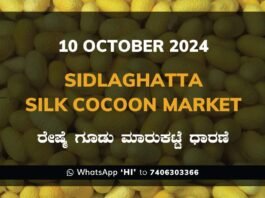 Sidlaghatta Silk Cocoon Market Price Rate ಶಿಡ್ಲಘಟ್ಟ ರೇಷ್ಮೆ ಗೂಡು ಮಾರುಕಟ್ಟೆ ಧಾರಣೆ