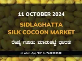 Sidlaghatta Silk Cocoon Market Price Rate ಶಿಡ್ಲಘಟ್ಟ ರೇಷ್ಮೆ ಗೂಡು ಮಾರುಕಟ್ಟೆ ಧಾರಣೆ