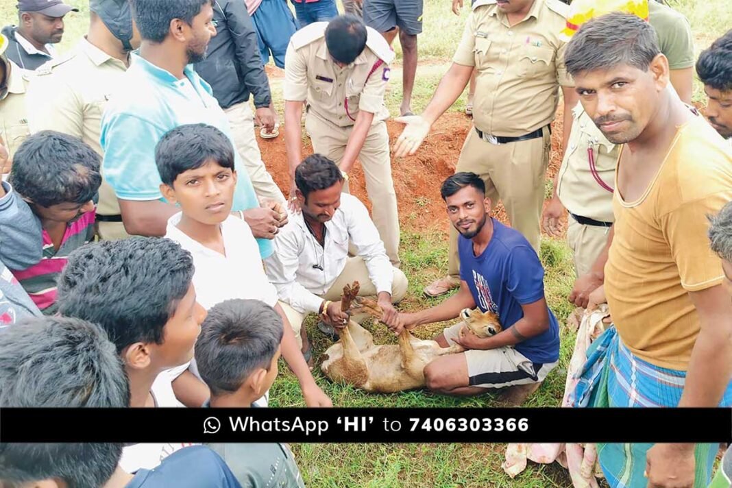 Sidlaghatta Handiganala Black Buck Rescue