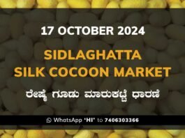 Sidlaghatta Silk Cocoon Market Price Rate ಶಿಡ್ಲಘಟ್ಟ ರೇಷ್ಮೆ ಗೂಡು ಮಾರುಕಟ್ಟೆ ಧಾರಣೆ