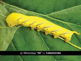 sidlaghatta Death's head hawkmoth Insect