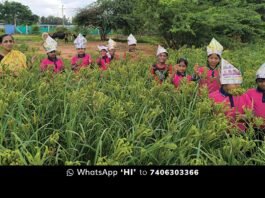 Sidlaghatta Kachahalli School Children Bagless Day in Ragi Field