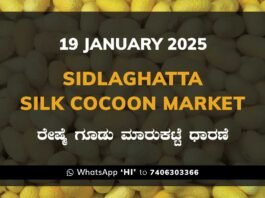 Sidlaghatta Silk Cocoon Market Price Rate ಶಿಡ್ಲಘಟ್ಟ ರೇಷ್ಮೆ ಗೂಡು ಮಾರುಕಟ್ಟೆ ಧಾರಣೆ