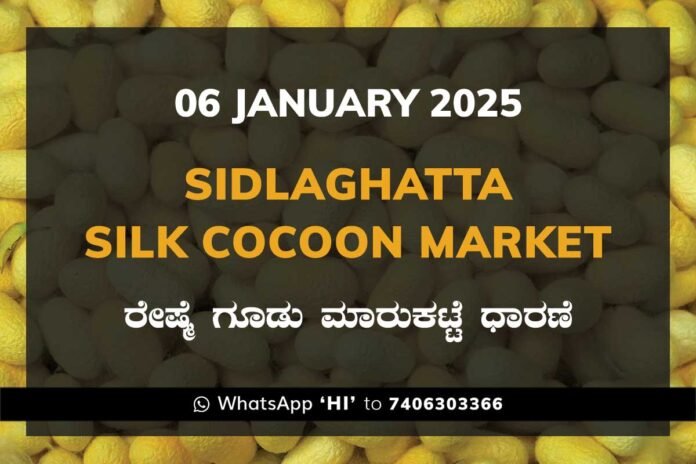 Sidlaghatta Silk Cocoon Market Price Rate ಶಿಡ್ಲಘಟ್ಟ ರೇಷ್ಮೆ ಗೂಡು ಮಾರುಕಟ್ಟೆ ಧಾರಣೆ