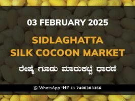 Sidlaghatta Silk Cocoon Market Price Rate ಶಿಡ್ಲಘಟ್ಟ ರೇಷ್ಮೆ ಗೂಡು ಮಾರುಕಟ್ಟೆ ಧಾರಣೆ