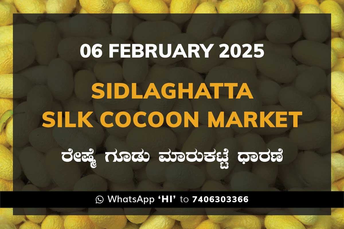 Sidlaghatta Silk Cocoon Market Price Rate ಶಿಡ್ಲಘಟ್ಟ ರೇಷ್ಮೆ ಗೂಡು ಮಾರುಕಟ್ಟೆ ಧಾರಣೆ