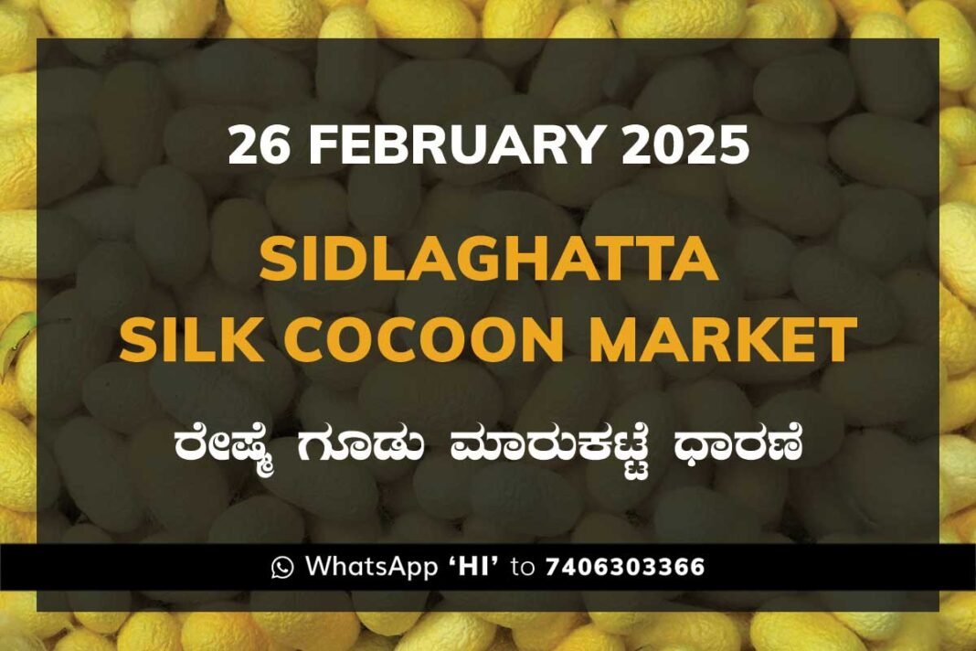 Sidlaghatta Silk Cocoon Market Price Rate ಶಿಡ್ಲಘಟ್ಟ ರೇಷ್ಮೆ ಗೂಡು ಮಾರುಕಟ್ಟೆ ಧಾರಣೆ