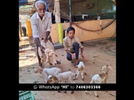 Sidalghatta Appegowdanahalli Sheep gives birth to 4 lambs