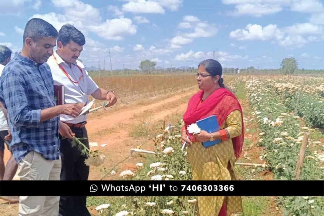 Sidlaghatta Pesticide Farmer Crop Loss