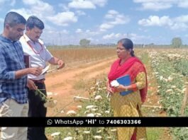 Sidlaghatta Pesticide Farmer Crop Loss