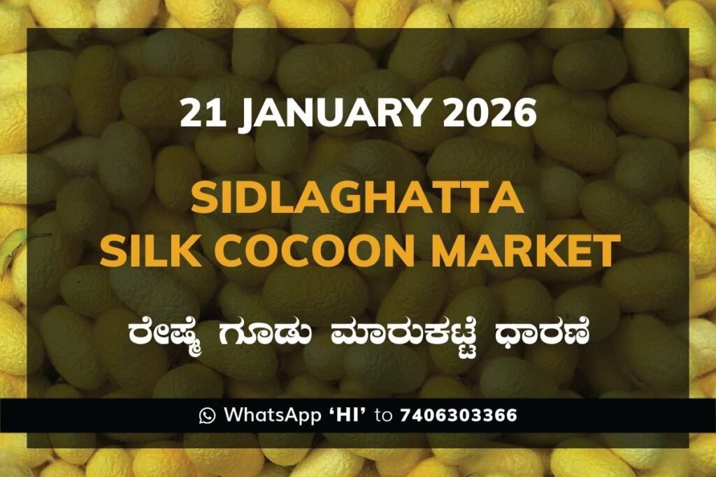 Sidlaghatta Silk Cocoon Market Price Rate ಶಿಡ್ಲಘಟ್ಟ ರೇಷ್ಮೆ ಗೂಡು ಮಾರುಕಟ್ಟೆ ಧಾರಣೆ