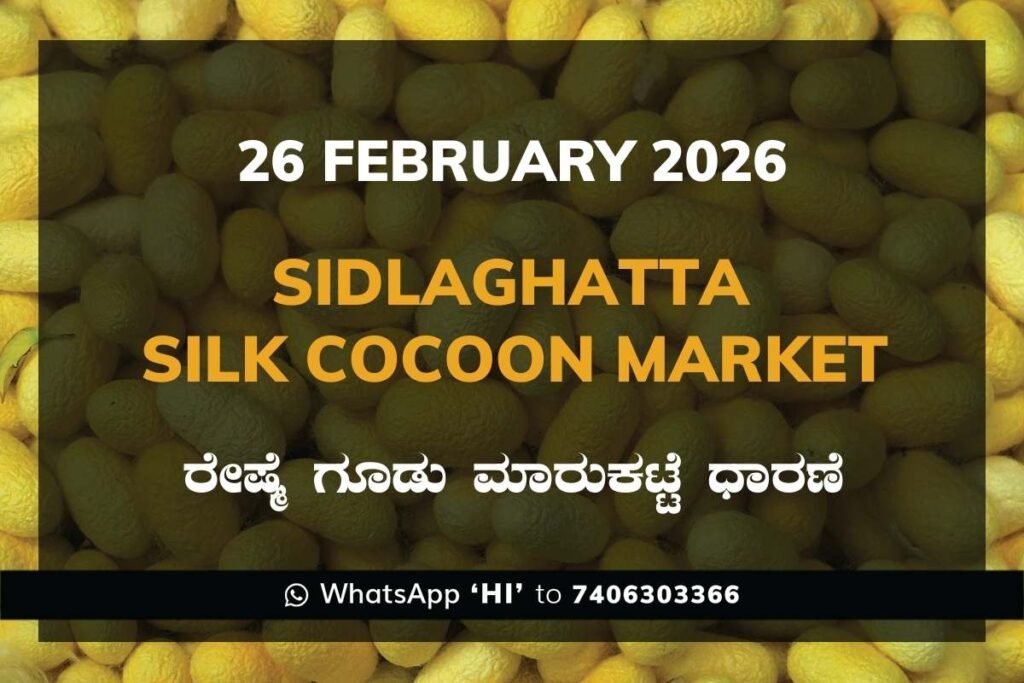 Sidlaghatta Silk Cocoon Market Price Rate ಶಿಡ್ಲಘಟ್ಟ ರೇಷ್ಮೆ ಗೂಡು ಮಾರುಕಟ್ಟೆ ಧಾರಣೆ