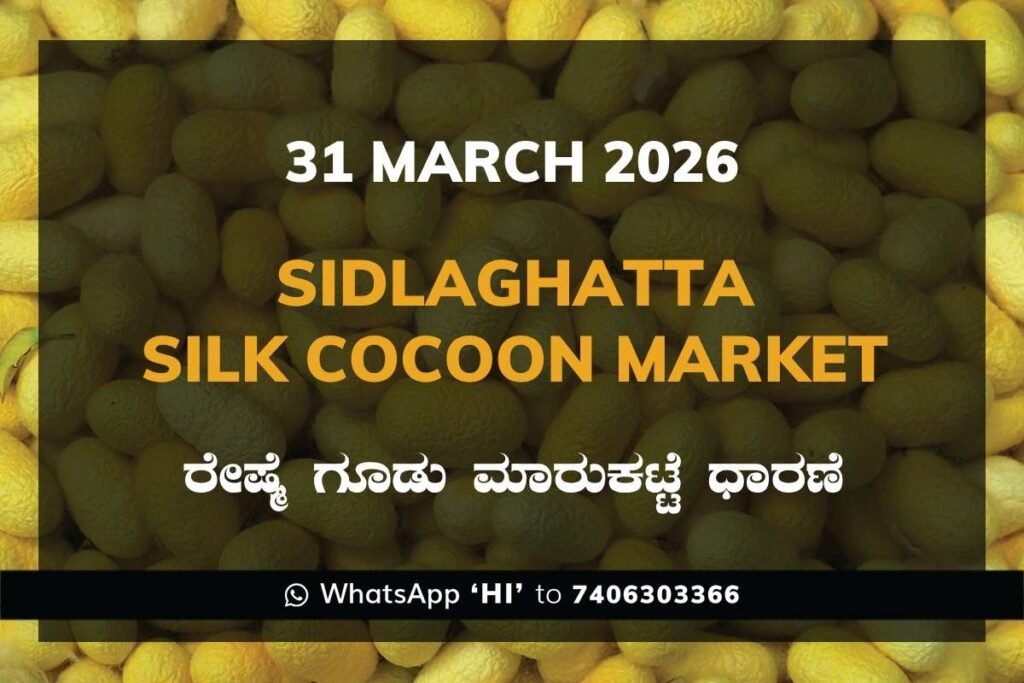 Sidlaghatta Silk Cocoon Market-31/03/2026