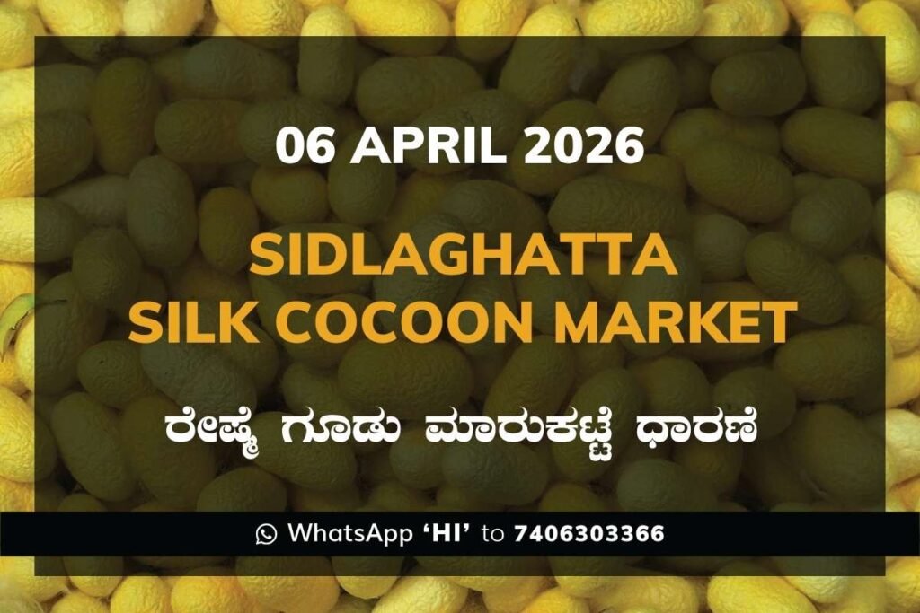 Sidlaghatta Silk Cocoon Market-06/04/2026