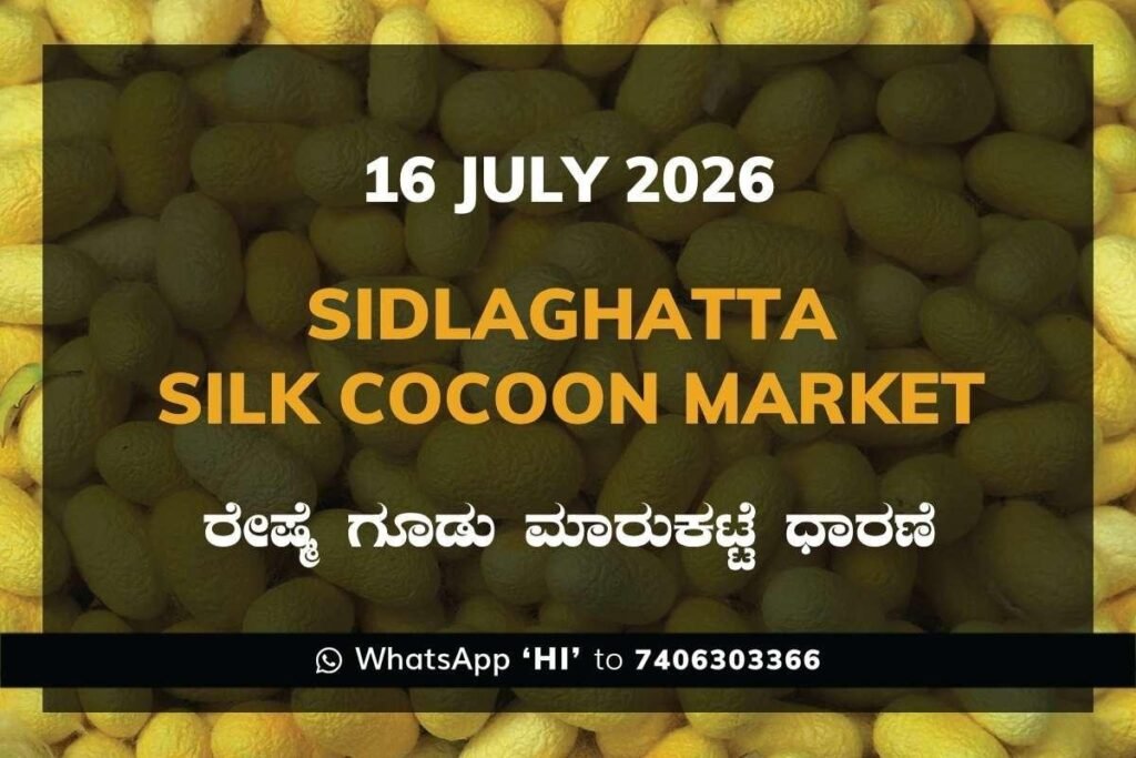 Sidlaghatta Silk Cocoon Market Rate 16 July 2026
