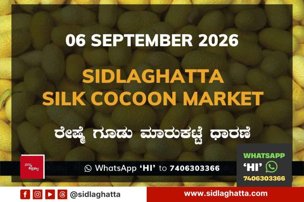 Sidlaghatta Silk Cocoon Market-06/09/2026