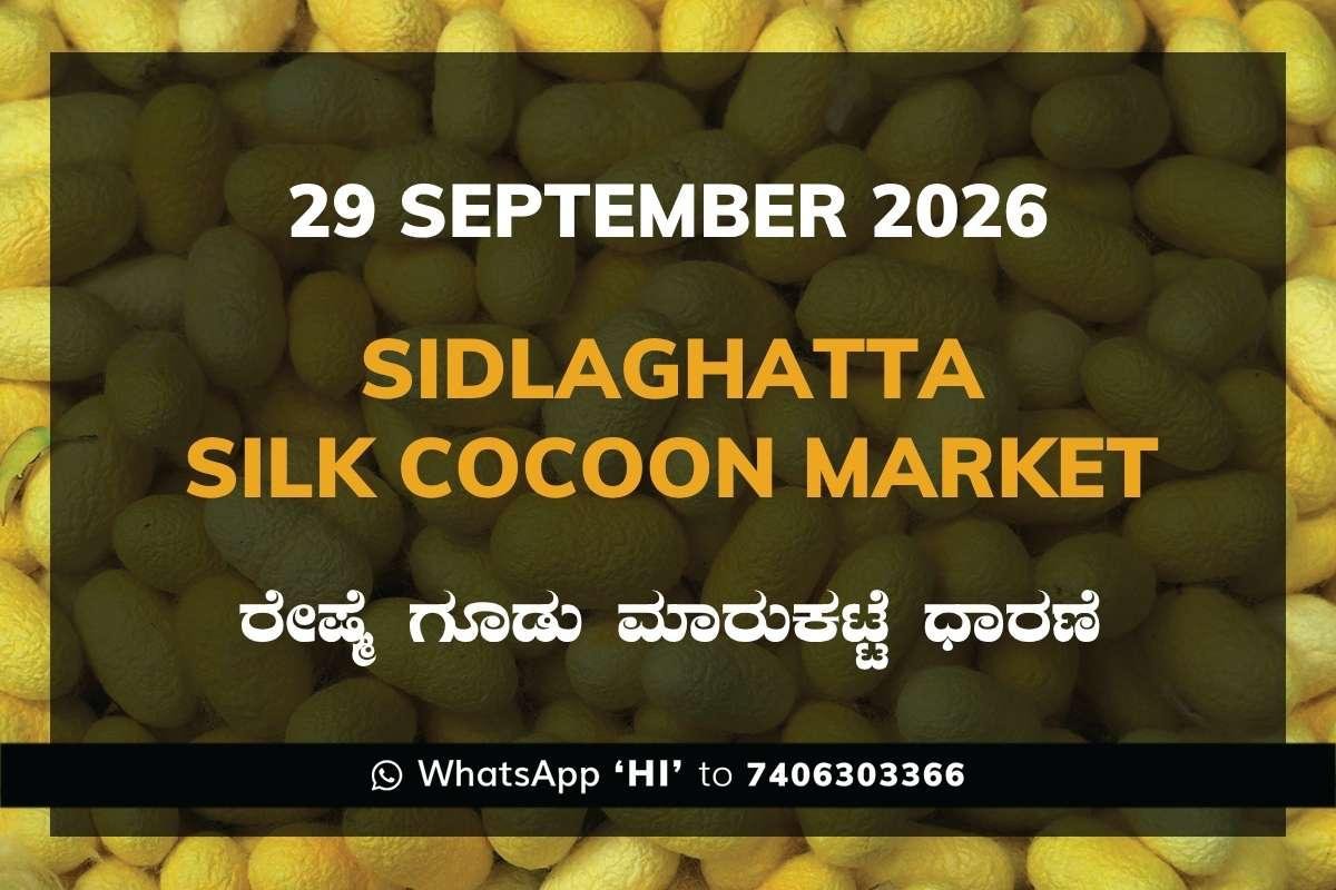 Sidlaghatta Silk Cocoon Market rates 29 September 2026